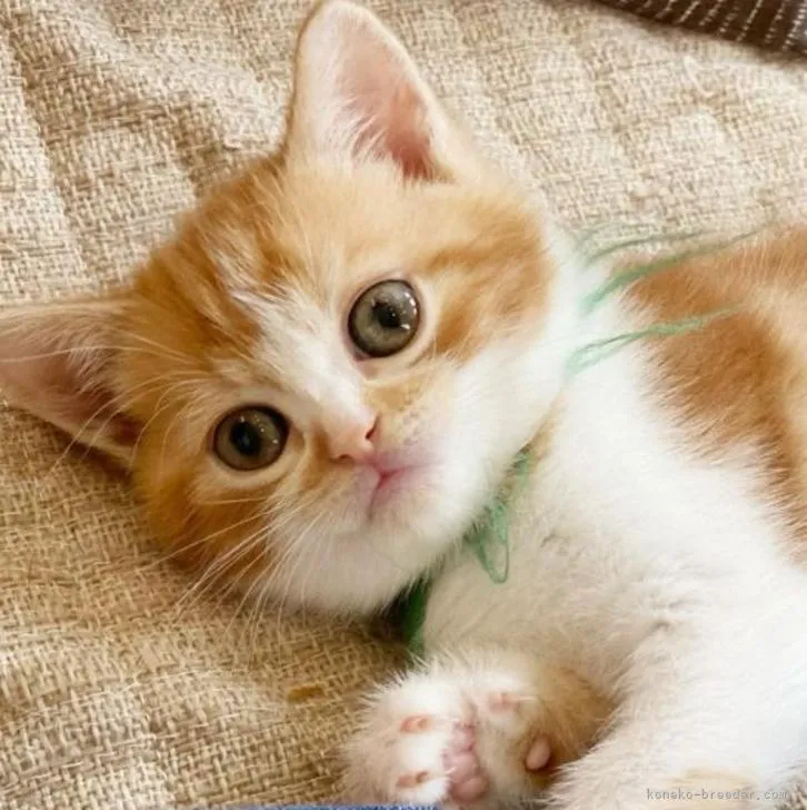 ID：2205-02622の子猫