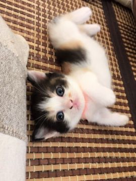 マンチカン【徳島県・女の子・2016年7月11日・キャリコ（短毛）】の写真「可愛いお顔の短足ちゃん(*ﾟ▽ﾟ)ﾉ」