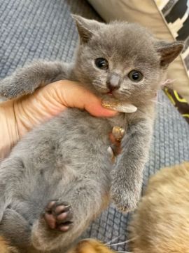 シャルトリュー【徳島県・女の子・2021年3月23日・ブルー（短毛）】の写真「GWSALEします❤」