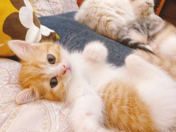 マンチカン【徳島県・女の子・2021年8月22日・レッドタビー&ホワイト（短毛）】の写真「お顔も可愛いすぎますが性格が最高です❤」