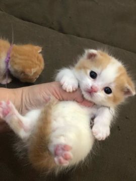マンチカン(短足)【徳島県・男の子・2019年1月15日・レッドタビー&ホワイト（短毛）】の写真「温和な性格の極短足の男の子です❤」