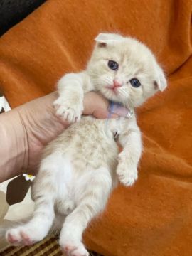 スコティッシュフォールド【徳島県・男の子・2020年6月30日・クリームタビー（短毛）】の写真「泣き顔ちゃんฅ( ̳• ·̫ • ̳ฅ)にゃーん♡」