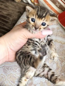 ベンガル【徳島県・男の子・2020年4月9日・ブラウンスポテッドタビー（短毛）】の写真「甘えんぼのちっちゃな豹さん❤」