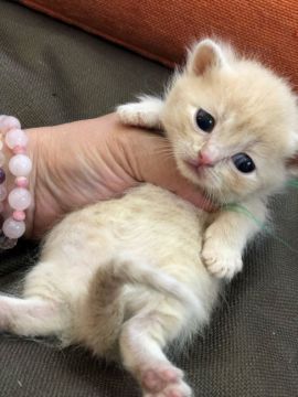 マンチカン(短足)【徳島県・男の子・2018年10月9日・クリームタビー（短毛）】の写真「極短足の泣き顔ちゃん(⁎˃ᆺ˂)」