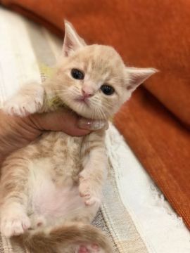 アメリカンショートヘア【徳島県・男の子・2018年6月1日・クリームタビー（短毛）】の写真「とても従順な甘えんぼちゃん❤」