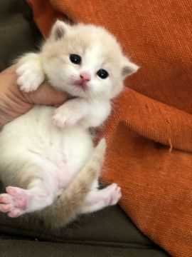 マンチカン(短足)【徳島県・男の子・2019年1月15日・クリームタビー&ホワイト（短毛）】の写真「極短足の可愛い男の子💓💞」