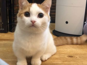 マンチカン(短足)【徳島県・男の子・2019年6月21日・レッドタビー&ホワイト（短毛）】の写真「超短足❤お尻に( *˘ ³˘)♡♡ハート❤あります」