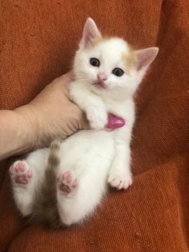 マンチカン(長足)【徳島県・男の子・2019年2月26日・レッドタビー&ホワイト（短毛）】の写真「とっても人懐っこいんです」