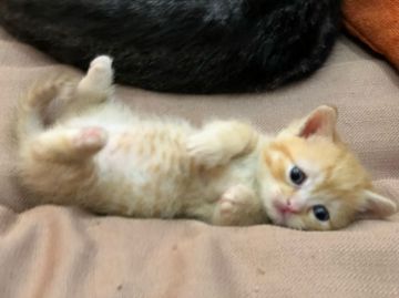 マンチカン(短足)【徳島県・男の子・2018年9月22日・レッドタビー（短毛）】の写真「極短足の泣き顔ちゃん(⁎˃ᆺ˂)」
