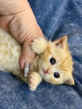 マンチカン(短足)【徳島県・男の子・2022年3月21日・レッドタビー（短毛）】の写真「お目目もお顔もまん丸👀ちゃん❤」