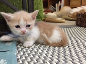 マンチカン【徳島県・男の子・2015年7月25日・クリームタビー&ホワイト（短毛）】の写真「泣き顏の甘えん坊ちゃん」