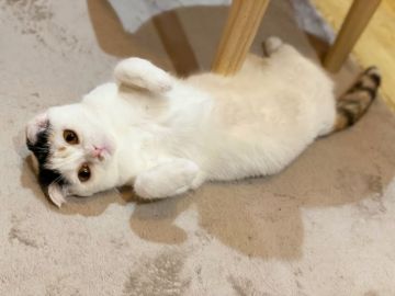 スコティッシュフォールド(折れ耳)【徳島県・女の子・2021年8月5日・キャリコ（短毛）】の写真「可愛すぎる折れ耳ちゃん❤」