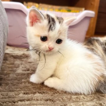 マンチカン【徳島県・女の子・2023年10月1日・キャリコ（短毛）】の写真「極短足♡泣き顔♡可愛い♡可愛い♡可愛い♡」