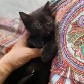 ボンベイ【徳島県・男の子・2022年8月4日・ブラック】の写真1