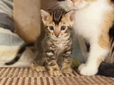 ベンガル【徳島県・男の子・2021年8月11日・ブラウン・マーブルド・タビー】の写真3