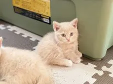 マンチカン(短足)【徳島県・女の子・2021年6月1日・クリーム】の写真3