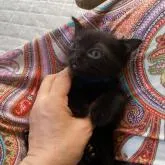 ボンベイ【徳島県・男の子・2022年8月4日・ブラック】の写真3