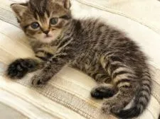 スコティッシュフォールド(立ち耳)【徳島県・男の子・2018年6月7日・ブラウンタビー】の写真4