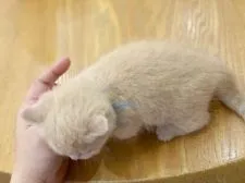 マンチカン(短足)【徳島県・男の子・2021年6月1日・クリーム】の写真5