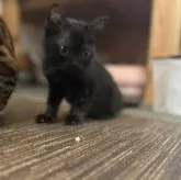 ボンベイ【徳島県・女の子・2023年3月14日・ブラック】の写真5