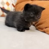 ミヌエット(短足)【徳島県・男の子・2025年10月21日・ブラック】の写真11