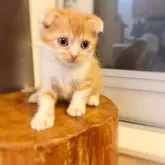 スコティッシュフォールド(折れ耳)【徳島県・男の子・2025年9月17日・レッドタビー&ホワイト】の写真12