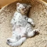 スコティッシュフォールド(折れ耳)【徳島県・女の子・2025年5月14日・ブルースポテッドタビー】の写真15