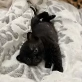 ボンベイ【徳島県・女の子・2024年12月3日・ブラック】の写真14