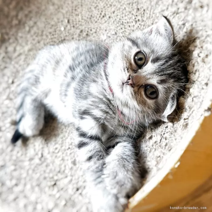 ID：2506-01312の子猫