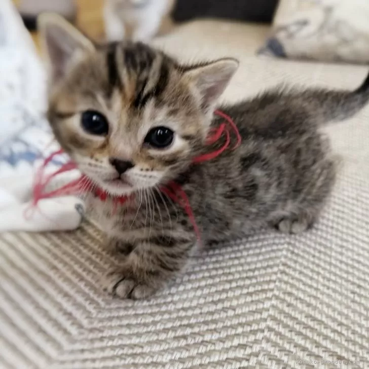 ID:2505-00821の子猫