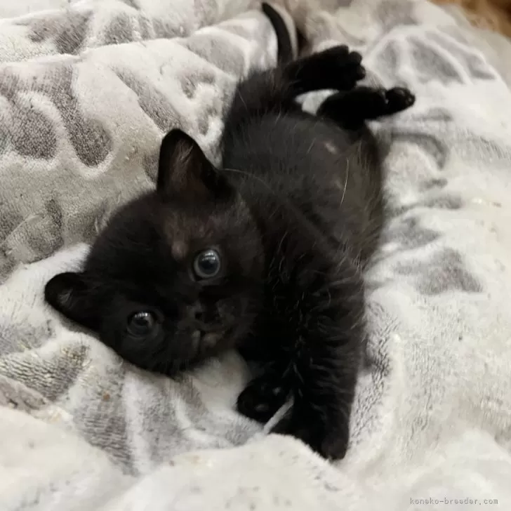 ID:2501-00147の子猫