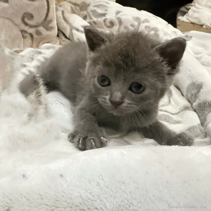 ID:2501-00090の子猫
