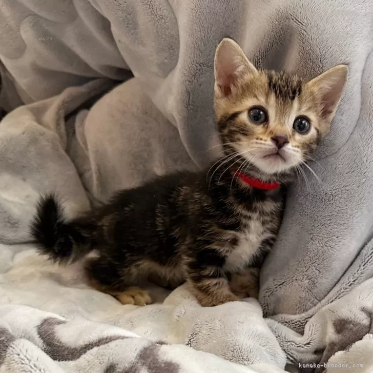 ID:2412-02192の子猫
