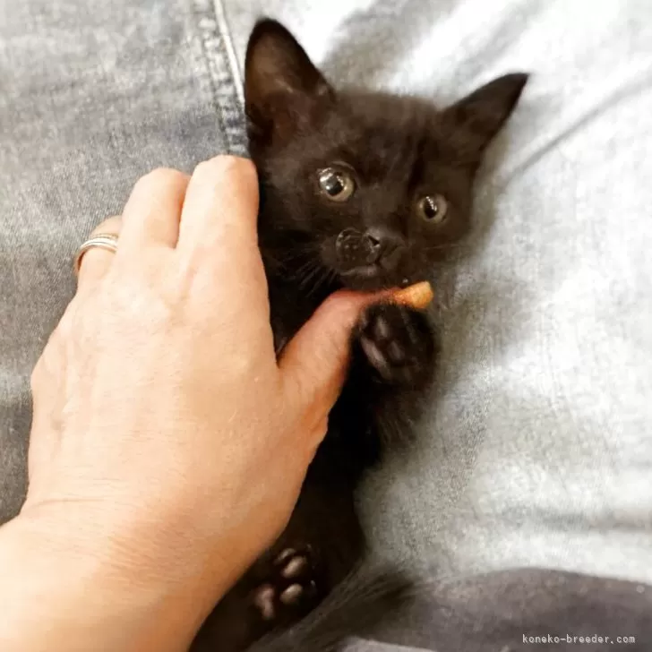 ID：2508-01424の子猫