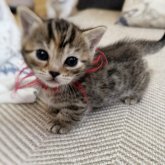 ジェネッタ