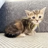 ジェネッタ