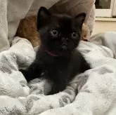 ボンベイ【徳島県・女の子・2024年12月3日・ブラック】の写真3