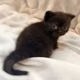 ミヌエット(短足)【徳島県・男の子・2025年10月21日・ブラック】の写真6