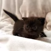 ミヌエット(短足)【徳島県・男の子・2025年10月21日・ブラック】の写真8