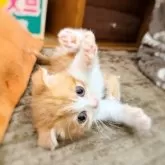 スコティッシュフォールド(折れ耳)【徳島県・男の子・2025年9月17日・レッドタビー&ホワイト】の写真10