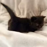 ミヌエット(短足)【徳島県・男の子・2025年10月21日・ブラック】の写真9