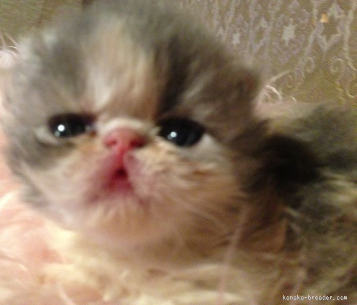 曽我部郁代ブリーダー