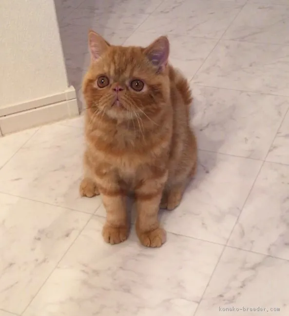 ID：1607-00288の子猫