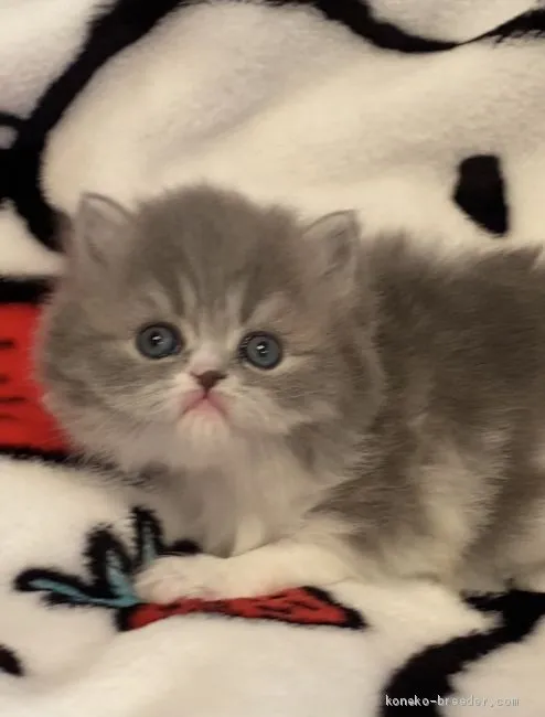 ID：2102-01402の子猫