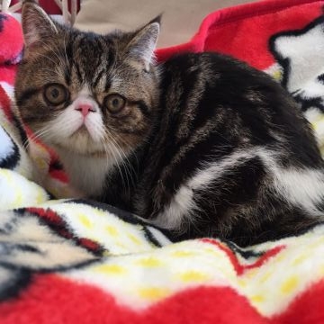 エキゾチックショートヘア【徳島県・男の子・2018年5月15日・ブラウンタビー&ホワイト（ショート）】の写真「甘い〜お顔の男の子飼いやすい月齢になりました。」