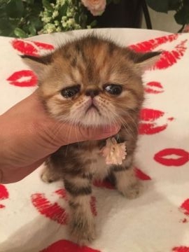 エキゾチックショートヘア【徳島県・女の子・2018年3月9日・ブラウンパッチドタビー（ショート）】の写真「こぼれ落ちそうな大きなお👀」