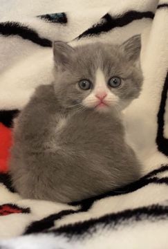 ミヌエット【徳島県・女の子・2021年1月22日・ブルー&amp;ホワイト（ショート）】の写真「綺麗な柄の女の子」