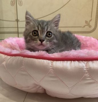 ミヌエット【徳島県・男の子・2019年5月20日・ブルーマッカレルタビー】の写真「甘えんぼうな僕(足長君)」