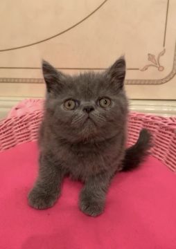 エキゾチックショートヘア【徳島県・男の子・2019年6月4日・ブルー】の写真「大きなお目目おっさん顔しっかりサイズ😽」