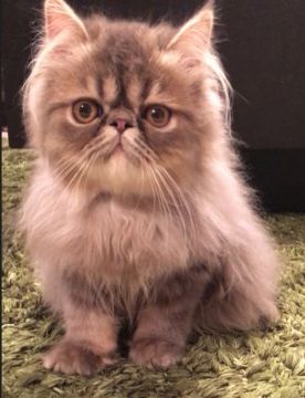 エキゾチックショートヘア【徳島県・男の子・2018年5月10日・ブルータビー（ロング）】の写真「甘い〜お顔の男の子。飼いやすい月齢に入りました。」